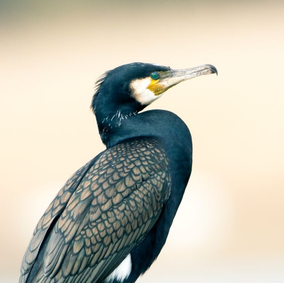 Cormorant BTO British Trust for Ornithology